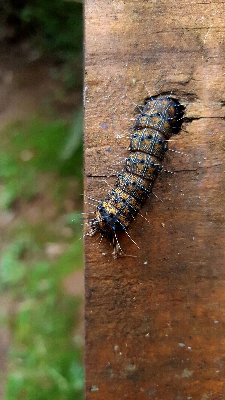 Chalet Coruja Listrada - Ninho das aves