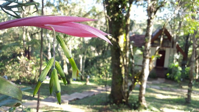 Chalé Coruja Listrada - Ninho das aves